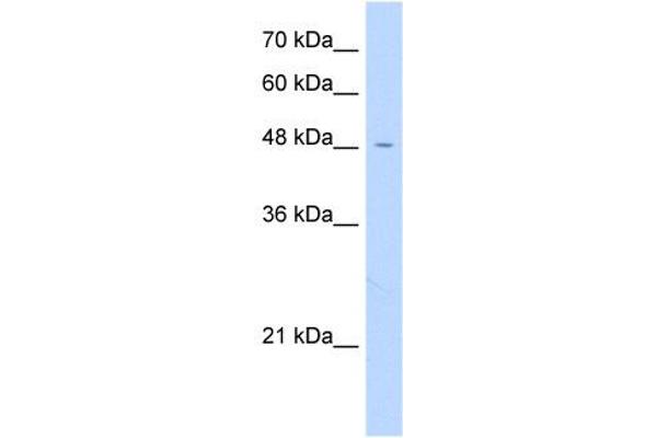 anti-Family with Sequence Similarity 113, Member A (FAM113A) (N-Term) antibody