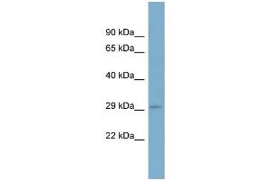 Image no. 1 for anti-RAB23, Member RAS Oncogene Family (RAB23) (N-Term) antibody (ABIN2786948)