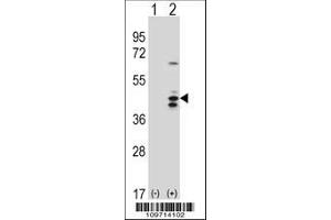 Image no. 2 for anti-RNA Terminal Phosphate Cyclase-Like 1 (RCL1) (AA 14-43), (N-Term) antibody (ABIN388666)