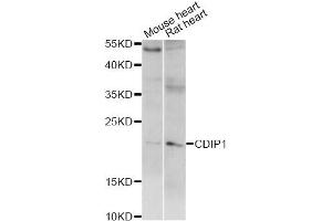 Image no. 1 for anti-LITAF-Like Protein (CDIP1) antibody (ABIN6293220)
