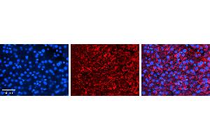 Image no. 2 for anti-Cell Cycle Progression 1 (CCPG1) (Middle Region) antibody (ABIN2782652)