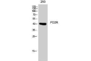 Image no. 1 for anti-Prostaglandin D2 Receptor (PTGDR) (C-Term) antibody (ABIN3180803)