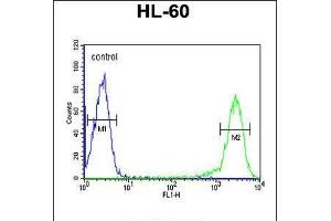 Image no. 2 for anti-Mitochondrial Calcium Uptake 1 (MICU1) (AA 445-474), (C-Term) antibody (ABIN5535878)