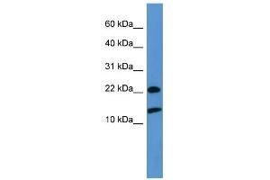 RPS27A antibody  (Middle Region)