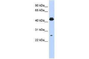 Image no. 1 for anti-PDLIM1 Interacting Kinase 1 Like (PDIK1L) (Middle Region) antibody (ABIN2785237)