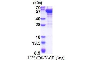 Image no. 1 for Dynactin 2 (p50) (DCTN2) (AA 1-406) protein (His tag) (ABIN5853454)