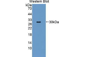 Image no. 1 for anti-TNF Receptor-Associated Factor 6 (TRAF6) (AA 254-475) antibody (ABIN5014410)