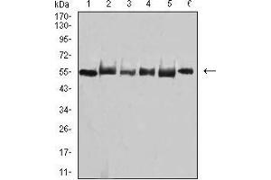 Image no. 4 for anti-TNF Receptor-Associated Factor 2 (TRAF2) (AA 39-188) antibody (ABIN5542489)