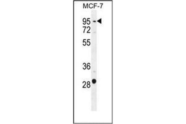PTCHD3 antibody  (C-Term)