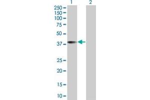 Image no. 1 for anti-Translin-Associated Factor X Interacting Protein 1 (Tsnaxip1) (AA 1-366) antibody (ABIN527702)