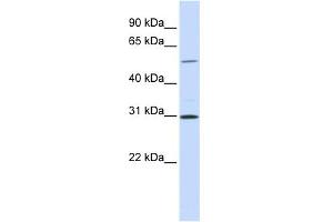 Image no. 1 for anti-NIMA related kinase 3 (NEK3) (N-Term) antibody (ABIN2783629)