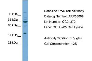 WNT8B antibody  (N-Term)