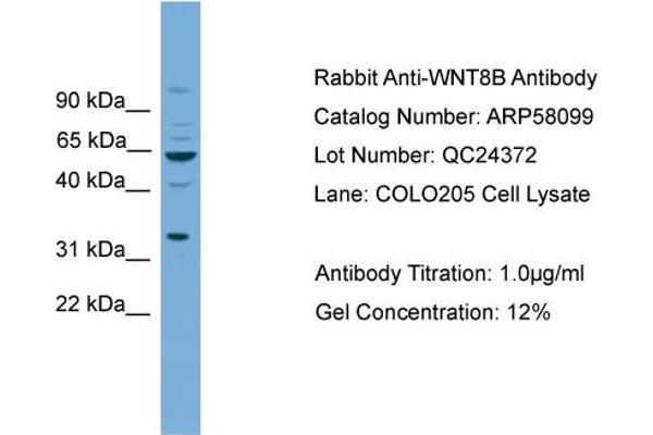 WNT8B antibody  (N-Term)