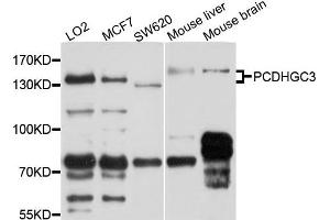 Image no. 1 for anti-Protocadherin gamma Subfamily C, 3 (PCDHGC3) antibody (ABIN4904702)