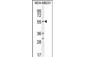 CYP2A7 antibody  (AA 121-148)