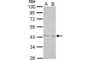 Image no. 1 for anti-Brain and Reproductive Organ-Expressed (TNFRSF1A Modulator) (BRE) (Center) antibody (ABIN2856093)