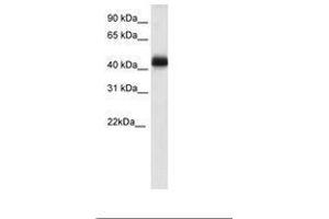 Image no. 1 for anti-NK2 Homeobox 4 (NKX2-4) (C-Term) antibody (ABIN6736074)