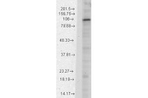 Image no. 1 for anti-Hyperpolarization Activated Cyclic Nucleotide-Gated Potassium Channel 1 (HCN1) (AA 778-910) antibody (FITC) (ABIN2483965)