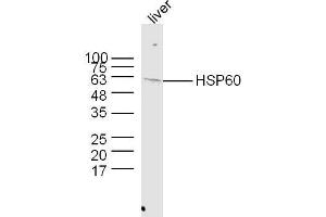 Image no. 4 for anti-Heat Shock 60kDa Protein 1 (Chaperonin) (HSPD1) (AA 501-573) antibody (ABIN726080)