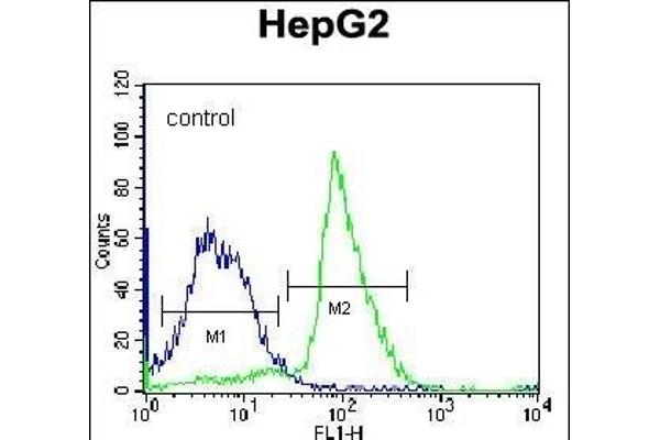 PON2 antibody  (N-Term)