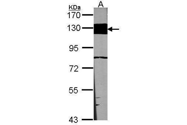 Laminin beta 3 antibody  (Internal Region)