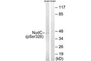Image no. 1 for anti-NUDC (AA 282-331), (pSer326) antibody (ABIN1532162)