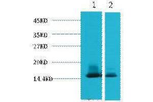 Image no. 1 for anti-Lactalbumin, alpha- (LALBA) antibody (ABIN3181154)