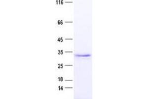 Image no. 1 for POU Class 5 Homeobox 1 (POU5F1) protein (His tag) (ABIN2729380)