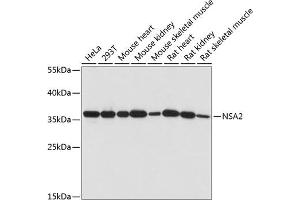 NSA2 antibody  (AA 1-260)