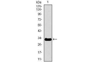 Image no. 3 for anti-Neurofilament, Heavy Polypeptide (NEFH) (AA 968-1020) antibody (ABIN1098127)