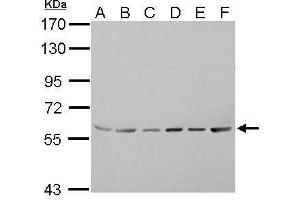 Image no. 1 for anti-Thyroid Hormone Receptor Interactor 4 (TRIP4) (Center) antibody (ABIN2856186)