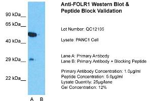 FOLR1 antibody  (Middle Region)