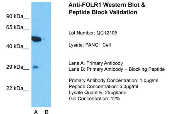 anti-Folate Receptor 1 (Adult) (FOLR1) (Middle Region) antibody