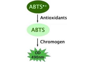Image no. 2 for OxiSelect™ Trolox Equivalent Antioxidant Capacity (TEAC) Assay Kit (ABTS) (ABIN5067625)