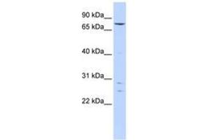 Image no. 1 for anti-Kelch-Like 4 (KLHL4) (AA 35-84) antibody (ABIN6740599)