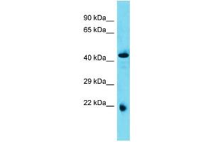 Image no. 1 for anti-Abhydrolase Domain Containing 4 (ABHD4) (N-Term) antibody (ABIN2787284)