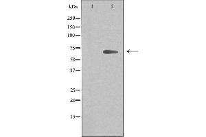 anti-Armadillo Repeat Containing, X-Linked 2 (ARMCX2) (Internal Region) antibody
