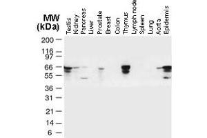 Image no. 3 for anti-TNF Receptor-Associated Factor 6 (TRAF6) (AA 451-469) antibody (ABIN957242)