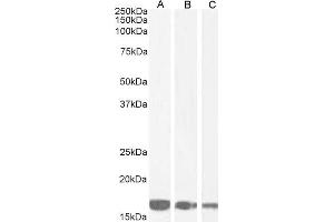Image no. 10 for anti-Allograft Inflammatory Factor 1 (AIF1) (C-Term) antibody (ABIN184738)