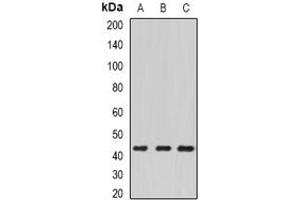 Image no. 1 for anti-ECSIT (ECSIT) (full length) antibody (ABIN6004490)