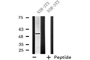 Image no. 1 for anti-Fibroblast Growth Factor Receptor-Like 1 (FGFRL1) antibody (ABIN6257077)