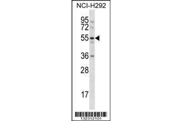 anti-C-Type Lectin Domain Family 18, Member A (CLEC18A) (AA 338-367), (C-Term) antibody