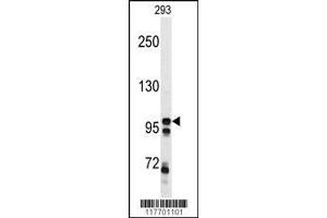 Image no. 3 for anti-C-Mer Proto-Oncogene Tyrosine Kinase (MERTK) antibody (ABIN392343)