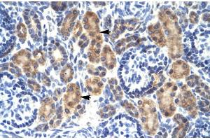 Image no. 1 for anti-C-Myc Binding Protein (MYCBP) (Middle Region) antibody (ABIN2777462)