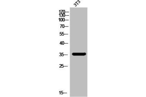 MAGEA5 antibody  (Internal Region)
