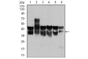 Image no. 5 for anti-Cyclin-Dependent Kinase 2 (CDK2) (AA 197-295) antibody (ABIN1497393)