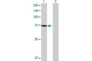 Image no. 1 for anti-Heat Shock 70kDa Protein 1-Like (HSPA1L) (AA 1-641) antibody (ABIN516729)