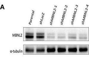 Image no. 6 for anti-alpha Tubulin (TUBA1) (Center) antibody (ABIN2855283)