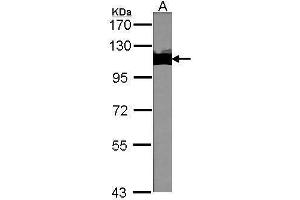 Image no. 7 for anti-Tripartite Motif Containing 28 (TRIM28) (Internal Region) antibody (ABIN2855331)
