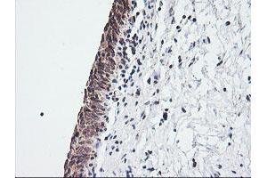 Image no. 2 for anti-Mitochondrial Ribosomal Protein S34 (MRPS34) antibody (ABIN1499566)